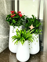 慈溪办公室植物租赁店-北仑花木租摆布置-慈溪绿植租摆需求-海曙绿植租赁选择